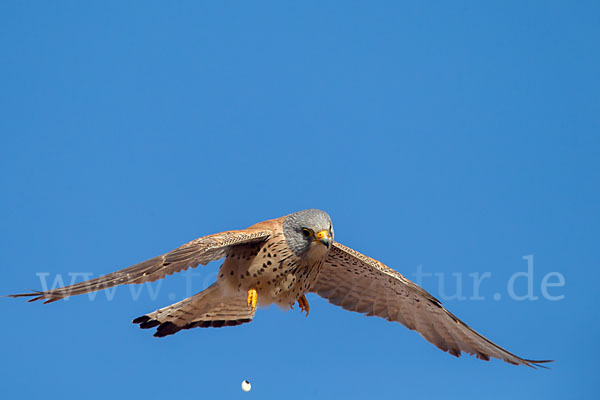 Rötelfalke (Falco naumanni)