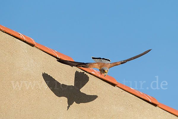 Rötelfalke (Falco naumanni)