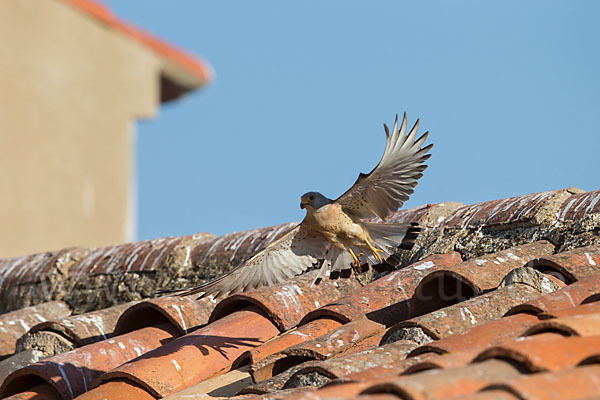 Rötelfalke (Falco naumanni)