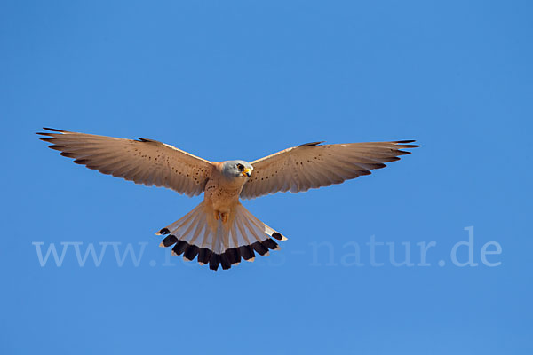 Rötelfalke (Falco naumanni)