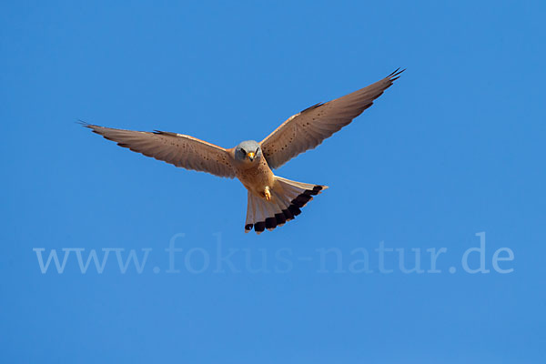 Rötelfalke (Falco naumanni)