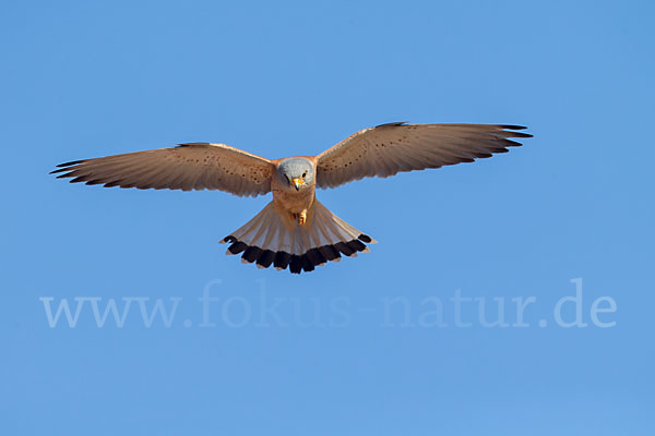 Rötelfalke (Falco naumanni)