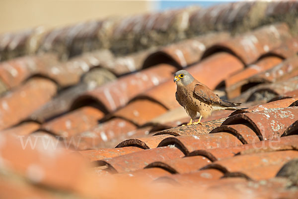 Rötelfalke (Falco naumanni)