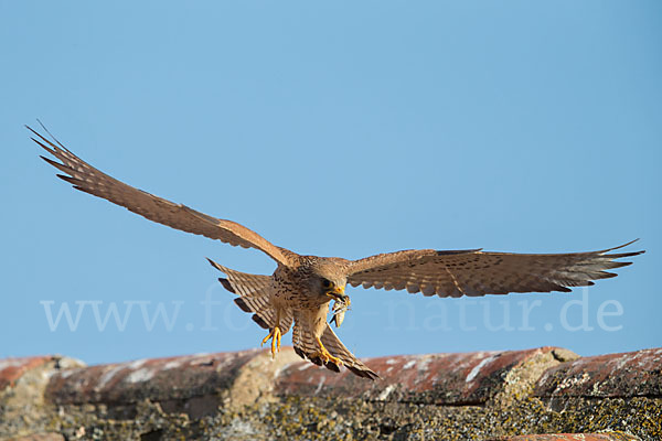 Rötelfalke (Falco naumanni)