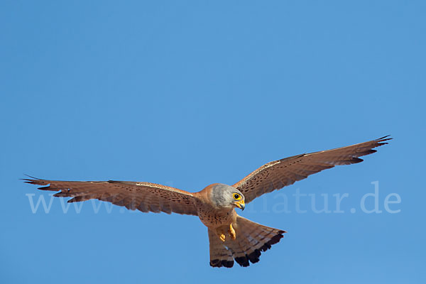 Rötelfalke (Falco naumanni)