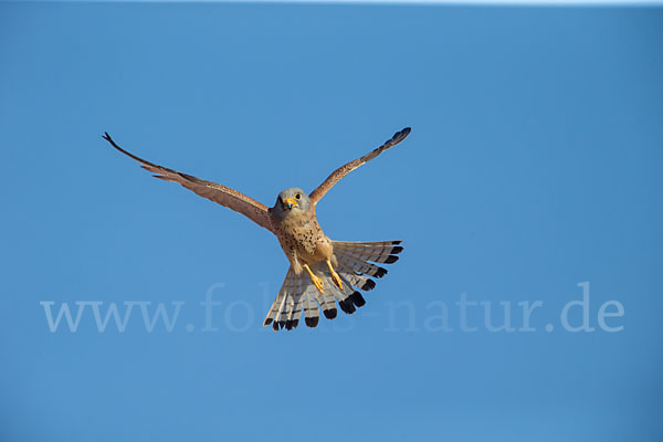 Rötelfalke (Falco naumanni)