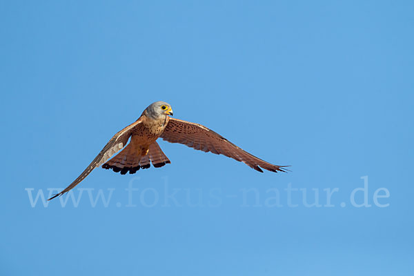 Rötelfalke (Falco naumanni)