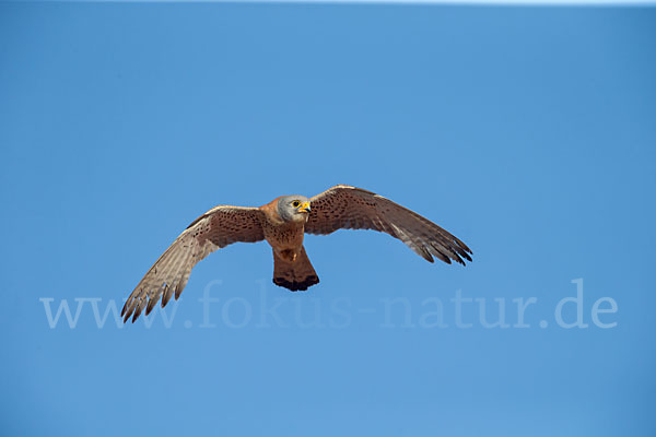 Rötelfalke (Falco naumanni)