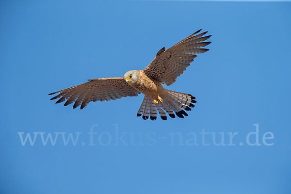 Rötelfalke (Falco naumanni)