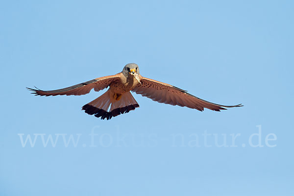 Rötelfalke (Falco naumanni)