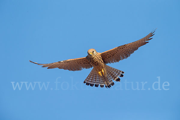 Rötelfalke (Falco naumanni)