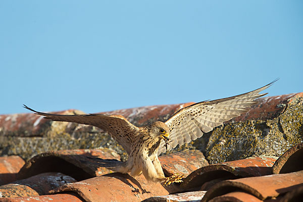 Rötelfalke (Falco naumanni)