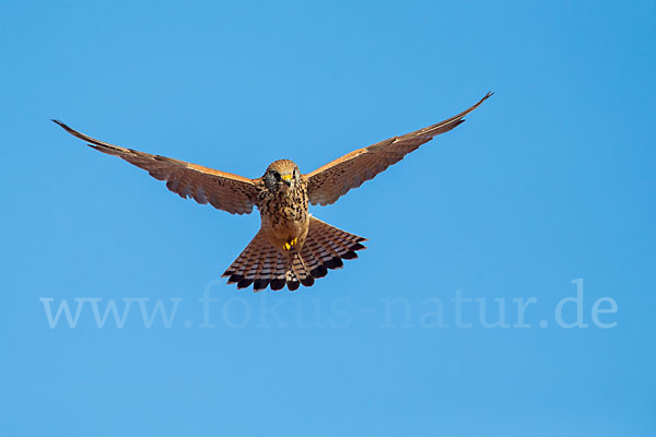 Rötelfalke (Falco naumanni)