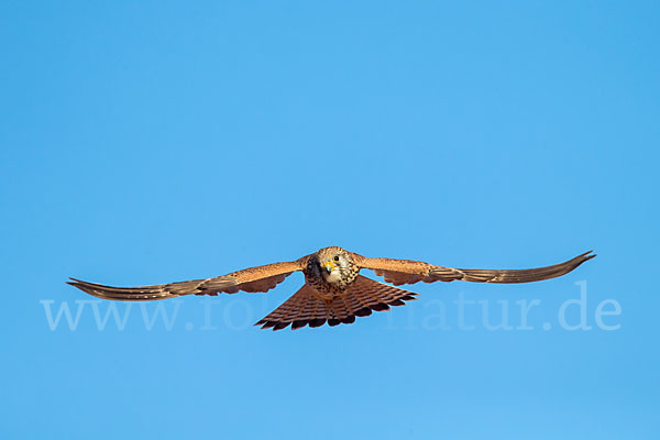 Rötelfalke (Falco naumanni)