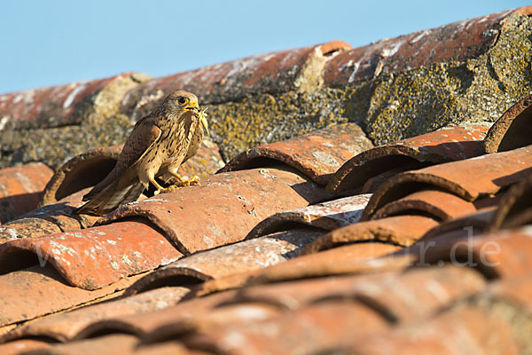 Rötelfalke (Falco naumanni)