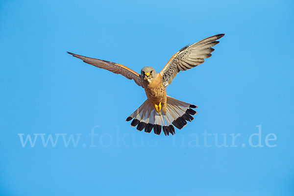 Rötelfalke (Falco naumanni)