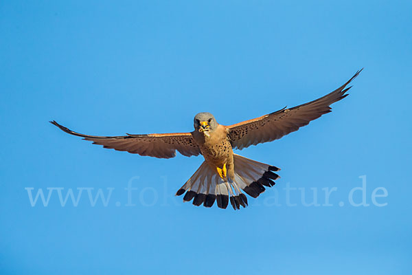 Rötelfalke (Falco naumanni)