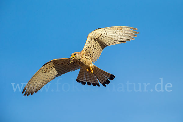 Rötelfalke (Falco naumanni)