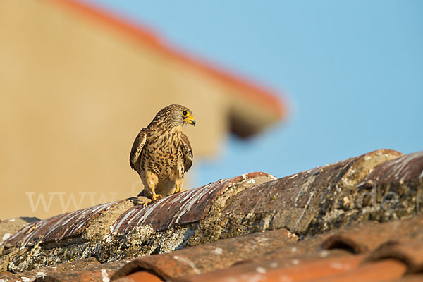 Rötelfalke (Falco naumanni)