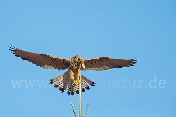 Rötelfalke (Falco naumanni)