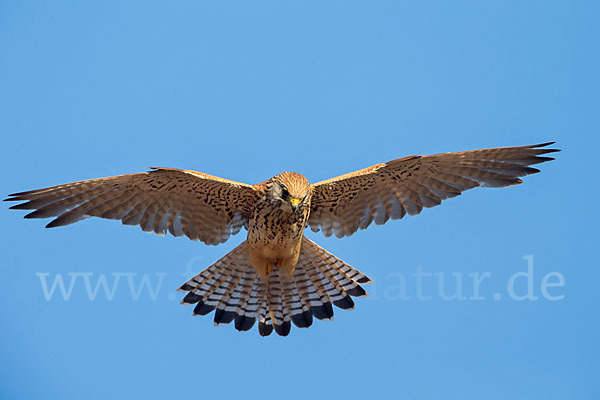 Rötelfalke (Falco naumanni)