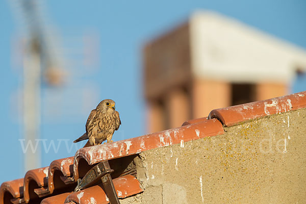 Rötelfalke (Falco naumanni)