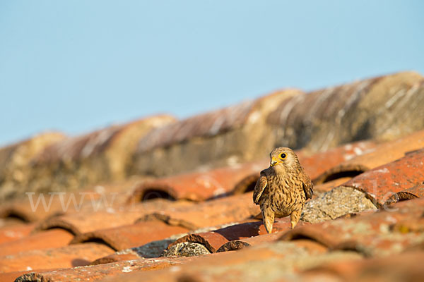 Rötelfalke (Falco naumanni)