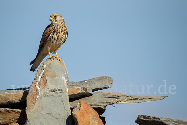 Rötelfalke (Falco naumanni)