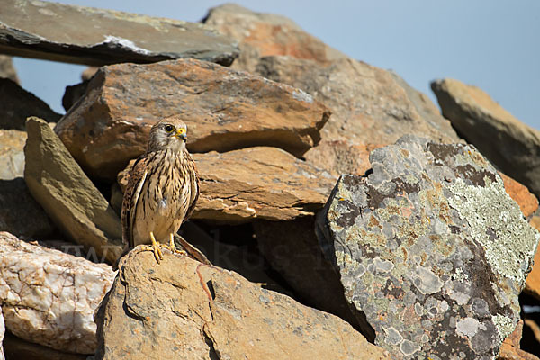 Rötelfalke (Falco naumanni)