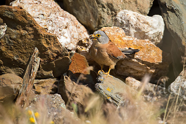 Rötelfalke (Falco naumanni)