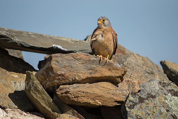 Rötelfalke (Falco naumanni)