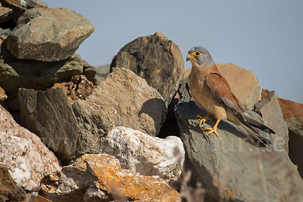 Rötelfalke (Falco naumanni)