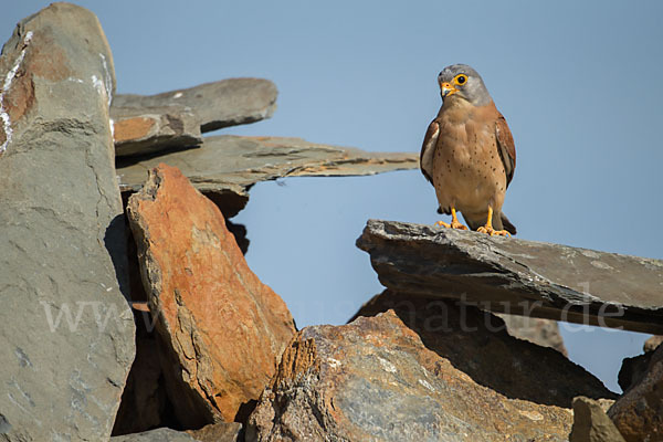 Rötelfalke (Falco naumanni)