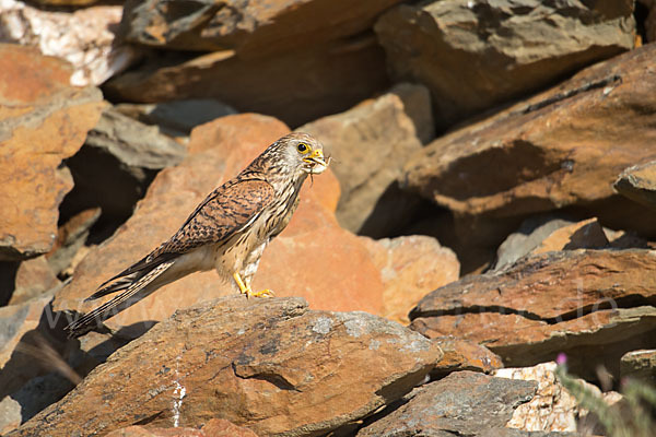 Rötelfalke (Falco naumanni)