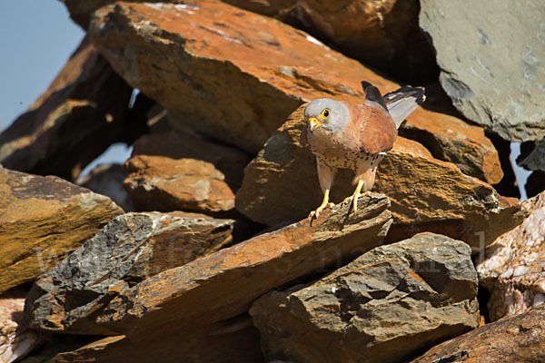 Rötelfalke (Falco naumanni)