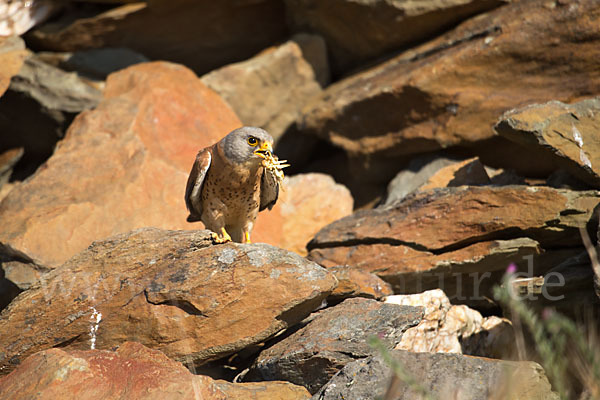 Rötelfalke (Falco naumanni)