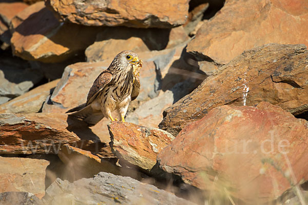 Rötelfalke (Falco naumanni)