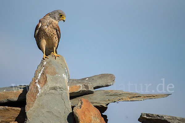 Rötelfalke (Falco naumanni)