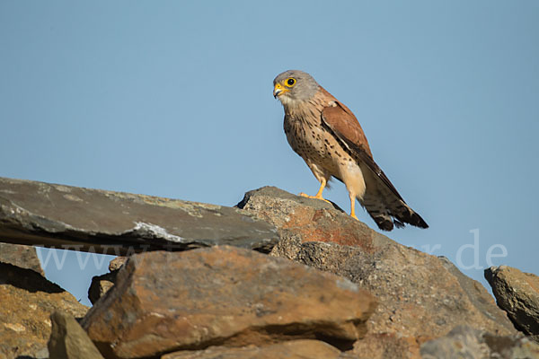 Rötelfalke (Falco naumanni)