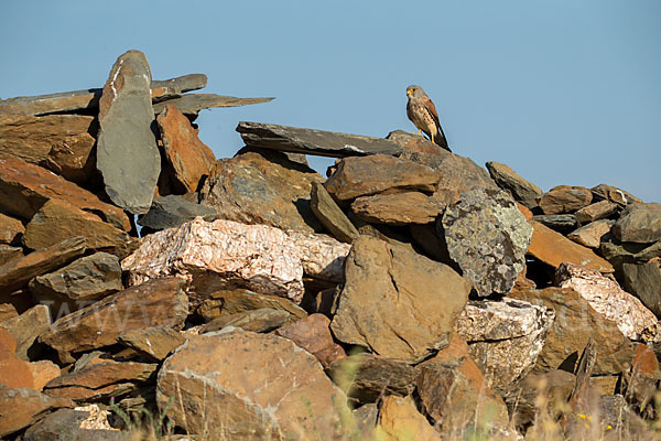 Rötelfalke (Falco naumanni)