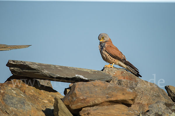 Rötelfalke (Falco naumanni)