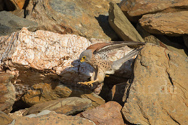 Rötelfalke (Falco naumanni)