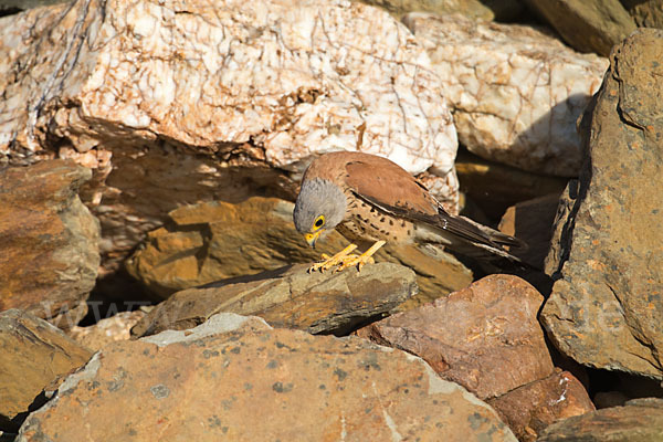 Rötelfalke (Falco naumanni)