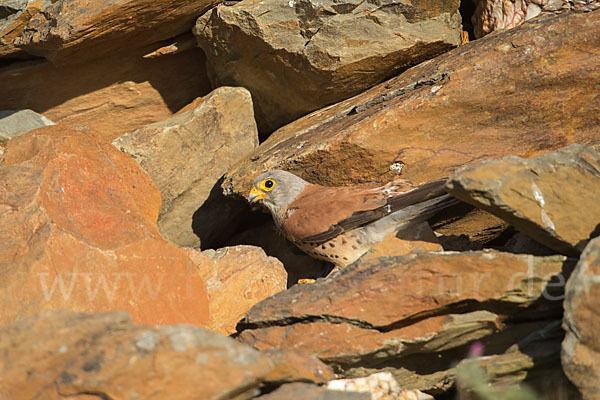 Rötelfalke (Falco naumanni)