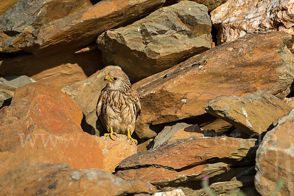 Rötelfalke (Falco naumanni)