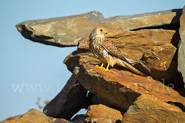 Rötelfalke (Falco naumanni)