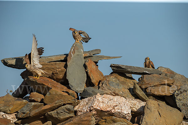 Rötelfalke (Falco naumanni)