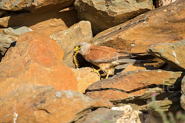 Rötelfalke (Falco naumanni)