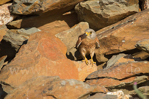 Rötelfalke (Falco naumanni)