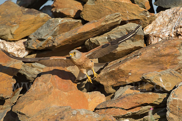 Rötelfalke (Falco naumanni)